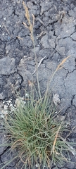 Puccinellia distans, photograph author not stated, no rights reserved