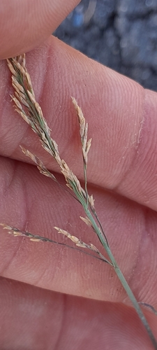 Puccinellia distans, photograph 5