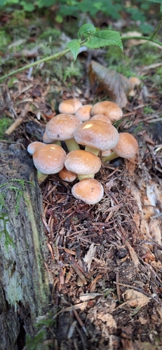 Sulphur Tuft