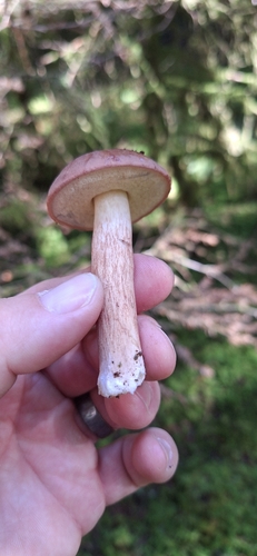Bay Bolete