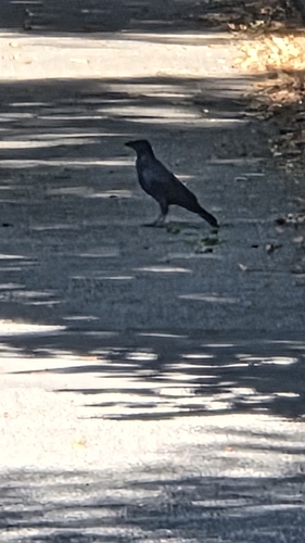 Carrion Crow