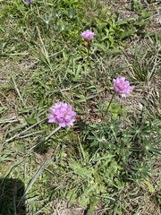 Armeria maritima californica