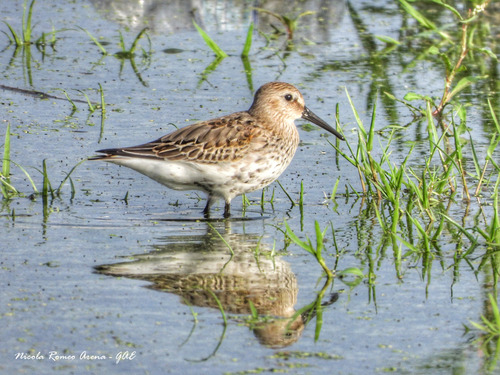 Dunlin