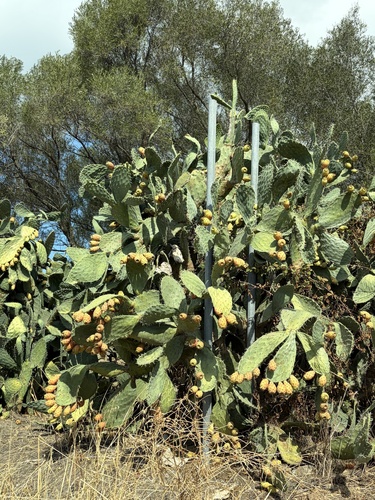 Indian fig opuntia