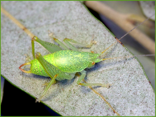 Shielded Oak Bush-cricket