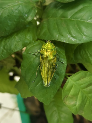 Cardiaspis mouhotii