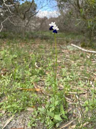 Nemesia barbata, photograph 3