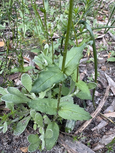 Nemesia barbata, photograph 4
