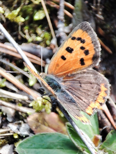 Small Copper