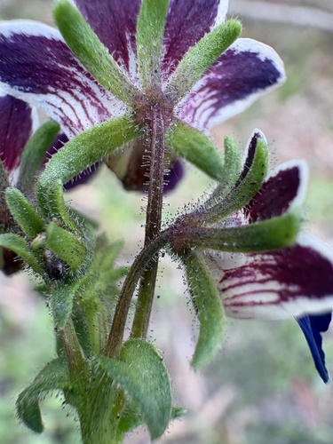 Nemesia barbata, photograph 5