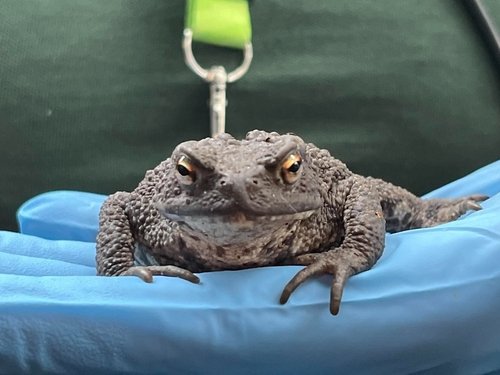 European Toad
