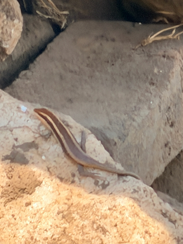 African Striped Skink
