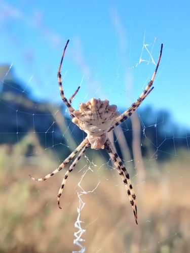 Lobed Argiope