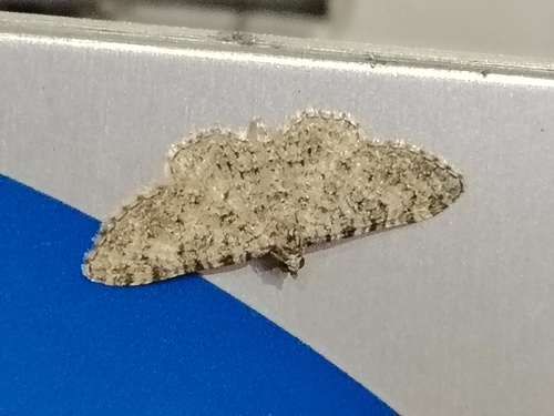 Eupithecia semigraphata
