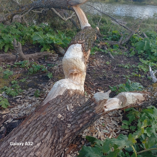 Eurasian Beaver