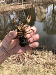 Lacunicambarus nebrascensis