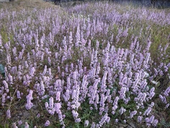 Psylliostachys spicata