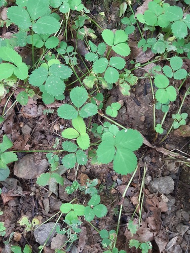 Potentilla centigrana observed 2026-08-12