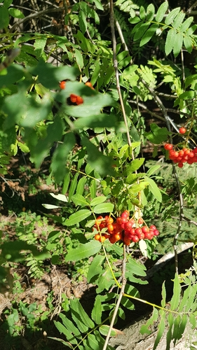 European mountain ash