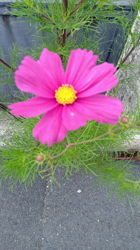 garden cosmos