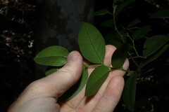 Capparis arborea, photograph (c) Greg Tasney, some rights reserved (CC BY-SA)