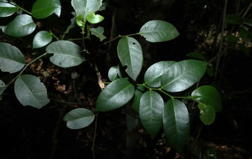 Capparis arborea, photograph 3