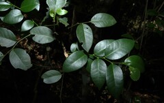 Capparis arborea, photograph (c) Greg Tasney, some rights reserved (CC BY-SA)