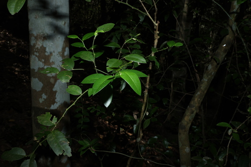 Capparis arborea, photograph 5