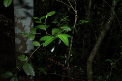 Capparis arborea, photograph (c) Greg Tasney, some rights reserved (CC BY-SA)