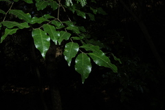 Pararchidendron pruinosum