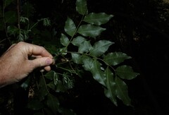 Pararchidendron pruinosum, photograph (c) Greg Tasney, some rights reserved (CC BY-SA)