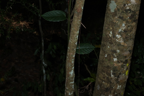 Pararchidendron pruinosum, photograph 2