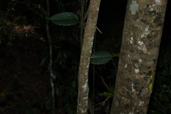 Pararchidendron pruinosum, photograph (c) Greg Tasney, some rights reserved (CC BY-SA)