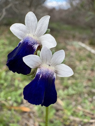 Nemesia barbata, photograph 6