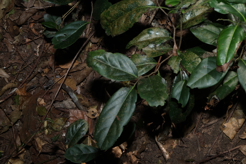 Diospyros fasciculosa
