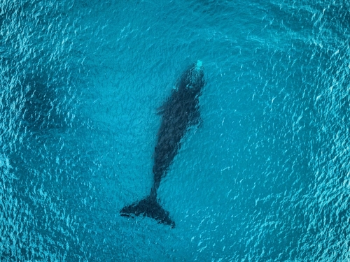 Southern Right Whale