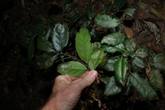 Diospyros fasciculosa, photograph (c) Greg Tasney, some rights reserved (CC BY-SA)