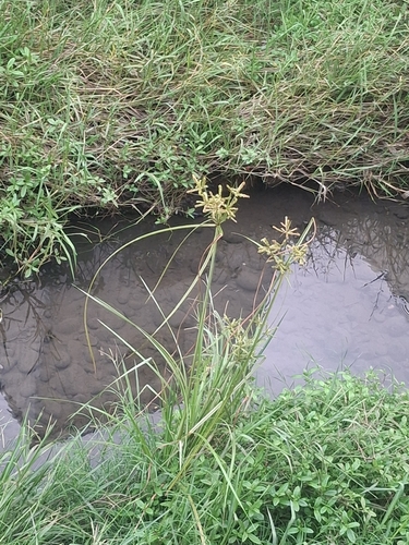 Cyperus imbricatus observed 2026-09-15