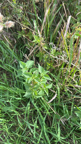 great stinging nettle