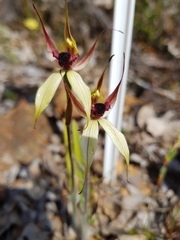 Caladenia macrostylis