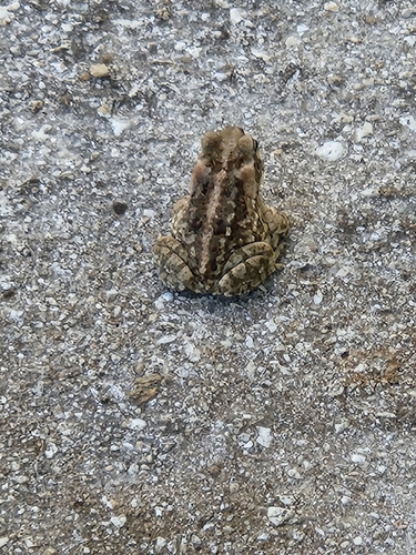 Rhinella marina observed 2026-09-12