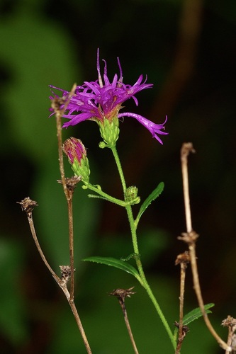 Vernonia texana, 2026-09-09