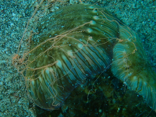 Calliactis polypus observed 2026-09-11