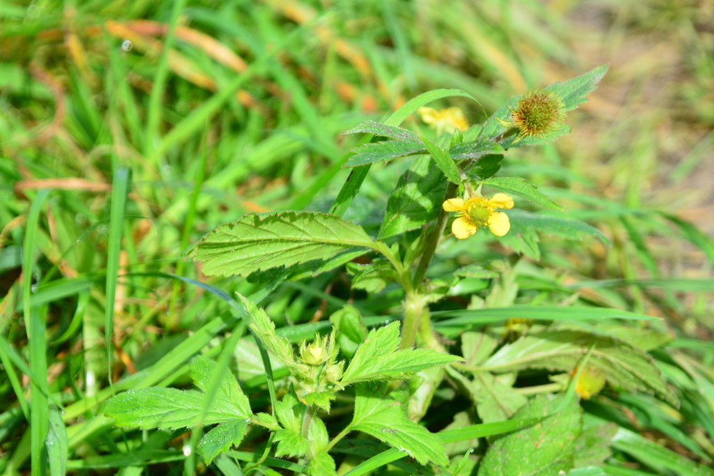 Geum aleppicum; photograph author not stated, no rights reserved
