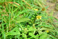 Geum aleppicum