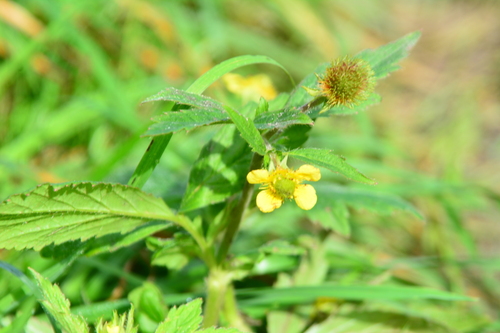 Geum aleppicum, photograph 1