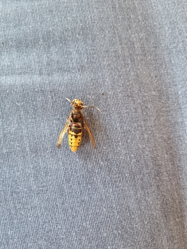 European Hornet