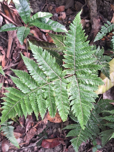 Ctenitis subglandulosa observed 2026-09-15