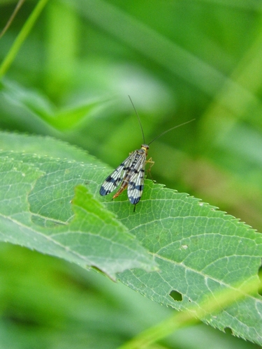 Panorpa nigrirostris