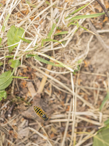Common European Yellowjacket